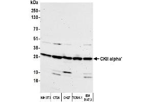 Western Blotting (WB) image for anti-Casein Kinase 2 alpha 1 (CSNK2A1) (C-Term) antibody (ABIN7450124) (CSNK2A1/CK II alpha anticorps  (C-Term))