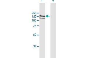 Western Blot analysis of BAT3 expression in transfected 293T cell line by BAT3 MaxPab polyclonal antibody. (BAT3 anticorps  (AA 1-1126))