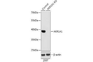 Western blot analysis of extracts from normal (control) and AKR1A1 knockout (KO) 293T cells using AKR1A1 Polyclonal Antibody at dilution of 1:1000. (AKR1A1 anticorps)