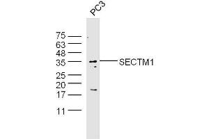 PC3 lysates probed with Anti-SECTM1 Polyclonal Antibody  at 1:5000 90min in 37˚C.