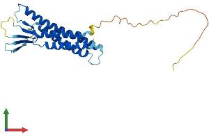 AlphaFold protein structure predicition of Human Recombinant CLDN15 Protein, UniprotID P56746