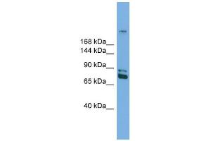 WB Suggested Anti-Dnmt1 Antibody Titration:  0.