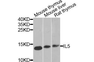 Western blot analysis of extracts of various cell lines, using IL5 antibody (ABIN5975164) at 1/1000 dilution. (IL-5 anticorps)
