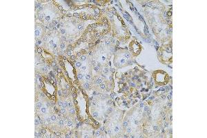 Immunohistochemistry of paraffin-embedded rat kidney using HSP90AB1 Antibody.