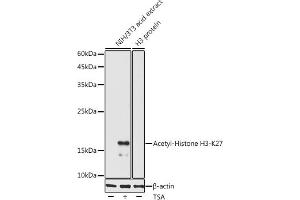 Western blot analysis of extracts of various cell lines, using Acetyl-Histone H3-K27 antibody (ABIN7267738) at 1:1000 dilution. (Histone H4 anticorps  (H3K27))