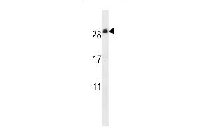 E Antibody (C-term) (ABIN657504 and ABIN2846529) western blot analysis in mouse lung tissue lysates (35 μg/lane). (EMP2 anticorps  (C-Term))