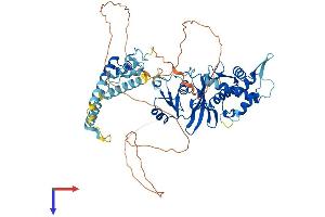AlphaFold protein structure predicition of Human Recombinant KAT7 Protein, UniprotID O95251