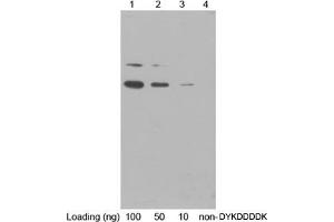 Western blot analysis of DYKDDDDK-BAP control fusion protein (MW~ 49 kDa) using 1 µg/mL Rabbit Anti-DYKDDDDK-tag Polyclonal Antibody (ABIN398402) Secondary antibody: Goat Anti-Rabbit IgG (H&L) [HRP] Polyclonal Antibody (ABIN398323, 1: 20,000) The signal was developed with LumiSensorTM HRP Substrate Kit (ABIN769939)