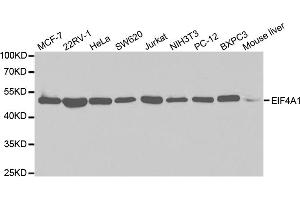 Western blot analysis of extracts of various cell lines, using EIF4A1 antibody. (EIF4A1 anticorps)