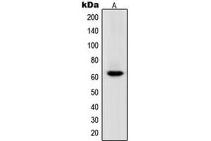 Western blot analysis of POLR3C expression in HeLa (A) whole cell lysates. (POLR3C anticorps  (Center))