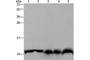 Western Blot analysis of Mouse pancreas tissue, Hela cell and Mouse liver tissue, A549 and 293T cell using UBB Polyclonal Antibody at dilution of 1:500 (Ubiquitin B anticorps)