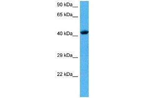 Host:  Mouse  Target Name:  TFAP2A  Sample Tissue:  Mouse Heart  Antibody Dilution:  1ug/ml (TFAP2A anticorps  (C-Term))