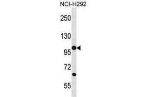 Western blot analysis in NCI-H292 cell line lysates (35ug/lane) using PCDHB12  Antibody (C-term). (PCDHB12 anticorps  (C-Term))