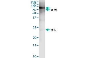 Immunoprecipitation of SNX9 transfected lysate using anti-SNX9 MaxPab rabbit polyclonal antibody and Protein A Magnetic Bead , and immunoblotted with SNX9 MaxPab rabbit polyclonal antibody (D01) .