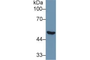 Western Blot; Sample: Human Lung lysate; Primary Ab: 1µg/ml Rabbit Anti-Human NNE Antibody Second Ab: 0.