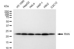 Western blotting analysis using RAN antibody (ABIN7800129).