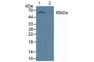 Figure. (PDPK1 anticorps  (AA 83-338))