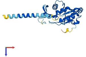 AlphaFold protein structure predicition of Human Recombinant CTDNEP1 Protein, UniprotID O95476