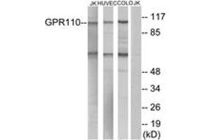 Western blot analysis of extracts from Jurkat/HuvEc/COLO cells, using GPR110 Antibody. (G Protein-Coupled Receptor 110 anticorps  (AA 831-880))