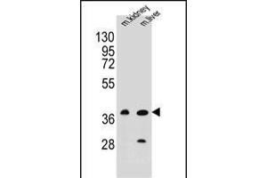 BRUNOL6 Antibody (N-term) (ABIN655660 and ABIN2845132) western blot analysis in mouse kidney,liver tissue lysates (35 μg/lane).