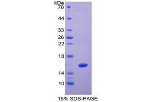 SDS-PAGE of Protein Standard from the Kit (Highly purified E.