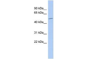 WB Suggested Anti-RUNX1 Antibody Titration:  0.