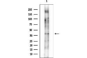 Western blot analysis of lysates from Mouse liver, using HS2ST1 Mouse Monoclonal Antibody at 1/1000 dilution.