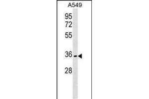 OR51B6 Antibody (C-term) (ABIN1536925 and ABIN2849717) western blot analysis in A549 cell line lysates (35 μg/lane).