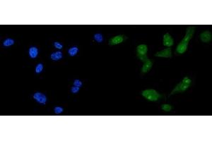 IF analysis of FOXA2 using anti-FOXA2 antibody (ABIN7600003). (FOXA2 anticorps  (AA 139-446))