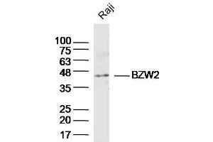Raji lysates probed with BZW2 Polyclonal Antibody, Unconjugated  at 1:300 dilution and 4˚C overnight incubation. (BZW2 anticorps)