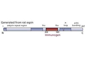 Image no. 2 for anti-Espin (ESPN) (AA 458-580) antibody (ABIN968627) (Espin anticorps  (AA 458-580))