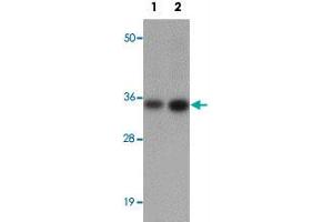 Western blot analysis of CALN1 in NIH/3T3 cell lysate with CALN1 polyclonal antibody  at (1) 1 and (2) 2 ug/mL. (Calneuron 1 anticorps  (N-Term))