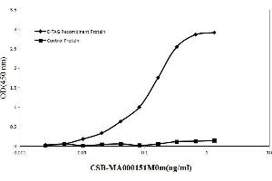 anti-E Tag antibody