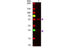 Western Blot of ATTO 647N conjugated Goat anti-Mouse IgG Pre-Adsorbed secondary antibody. (Chèvre anti-Souris IgG (Heavy & Light Chain) Anticorps (Atto 647N) - Preadsorbed)