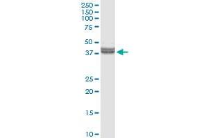 INHBE MaxPab rabbit polyclonal antibody.