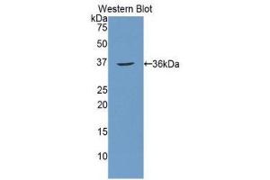 Western Blotting (WB) image for anti-Carbonic Anhydrase 12 (CA12) (AA 25-302) antibody (ABIN1077897) (CA12 anticorps  (AA 25-302))