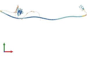 AlphaFold protein structure predicition of Mouse Recombinant Rufy1 Protein, UniprotID Q8BIJ7