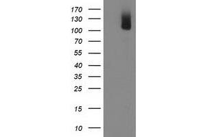 Western Blotting (WB) image for anti-phosphodiesterase 2A, CGMP-Stimulated (PDE2A) antibody (ABIN1500082) (PDE2A anticorps)