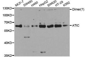 Western blot analysis of extracts of various cell lines, using ATIC antibody. (ATIC anticorps  (AA 1-300))