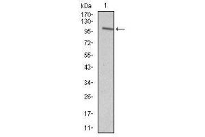 Image no. 1 for anti-Vav 1 Oncogene (VAV1) antibody (ABIN1490879) (VAV1 anticorps)