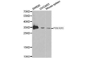 Western Blotting (WB) image for anti-Polymerase (RNA) II (DNA Directed) Polypeptide C, 33kDa (POLR2C) antibody (ABIN1874183)