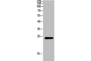 Western Blot analysis of mouse-brain cells using Antibody diluted at 800. (CSH1 anticorps  (AA 161-210))