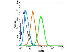 U-87MG cells were fixed with 4% PFA for 10min at room temperature, permeabilized with 20% PBST for 20 min at room temperature, and incubated in 5% BSA blocking buffer for 30 min at room temperature.