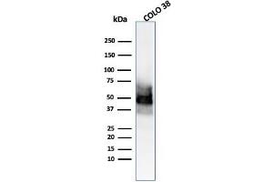 anti-SRY (Sex Determining Region Y)-Box 10 (SOX10) (AA 115-269) antibody