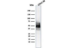 Western Blot Analysis of COLO-38 cell lysate usingSOX10 Mouse Monoclonal Antibody (SOX10/991). (SOX10 anticorps  (AA 115-269))