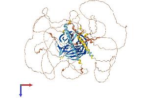 AlphaFold protein structure predicition of Mouse Recombinant Palb2 Protein, UniprotID Q3U0P1
