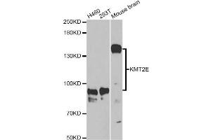 Western blot analysis of extracts of various cell lines, using KMT2E Antibody (ABIN5973619) at 1/1000 dilution.