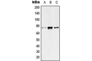 Western blot analysis of Kv7. (KCNQ4 anticorps  (C-Term))