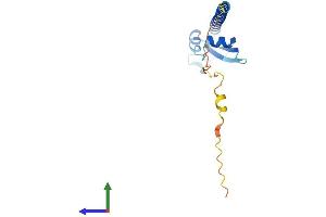 AlphaFold protein structure predicition of Mouse Recombinant Ooep Protein, UniprotID Q9CWE6