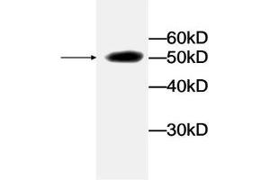 Western blot analysis of recombinant protein LDHA with LDHA Antibody at a dilution of 1:1000. (Lactate Dehydrogenase A anticorps)